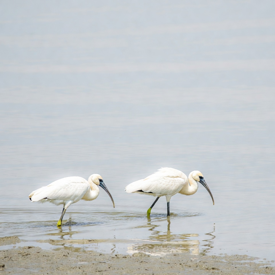 Two white ibises wading in water Two white ibises wading in water