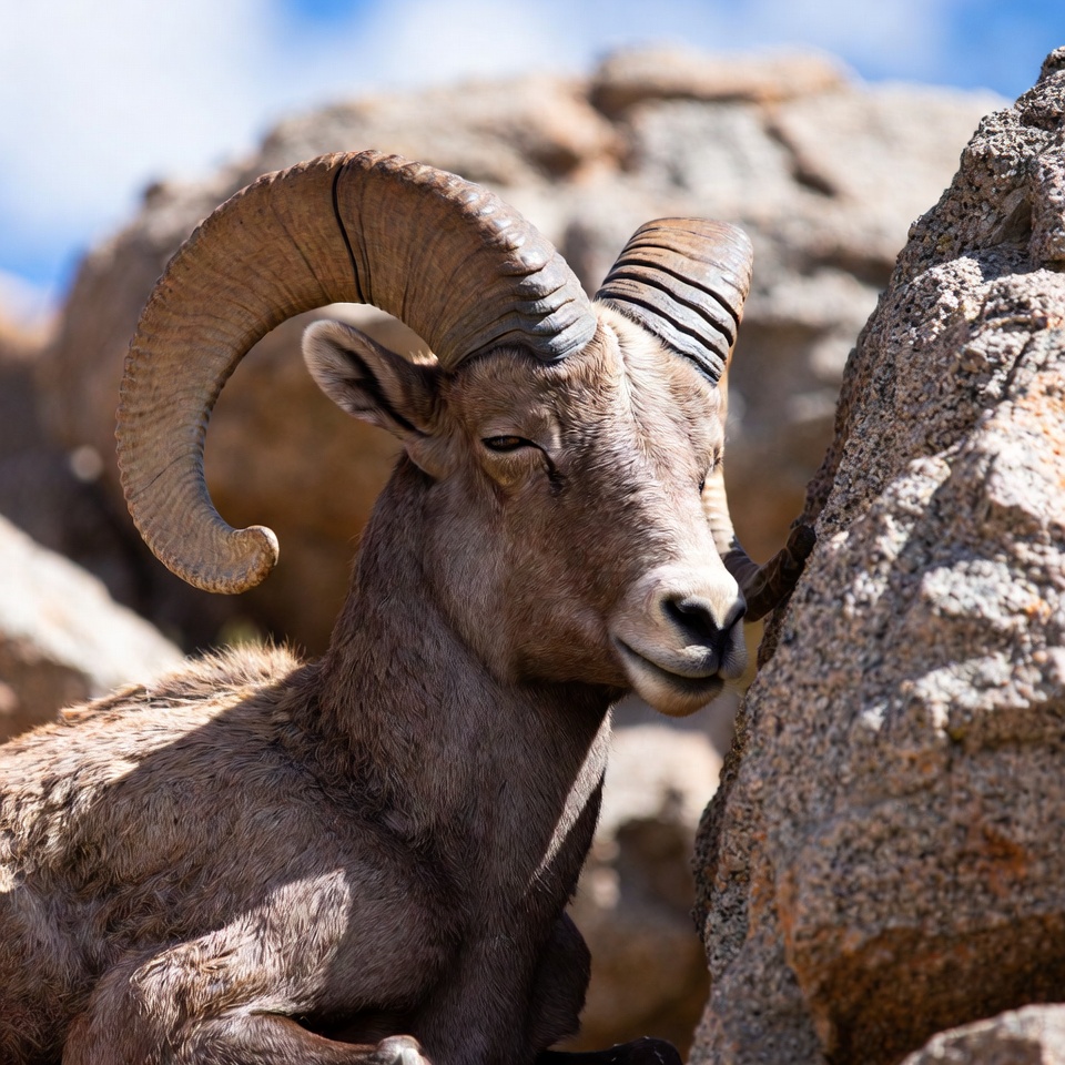 Bighorn sheep on rocky mountain Bighorn sheep on rocky mountain