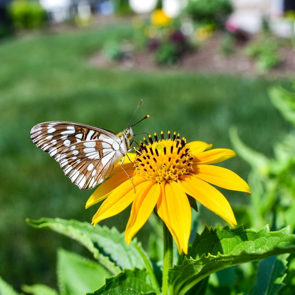 White butterfly on yellow flower White butterfly on yellow flower