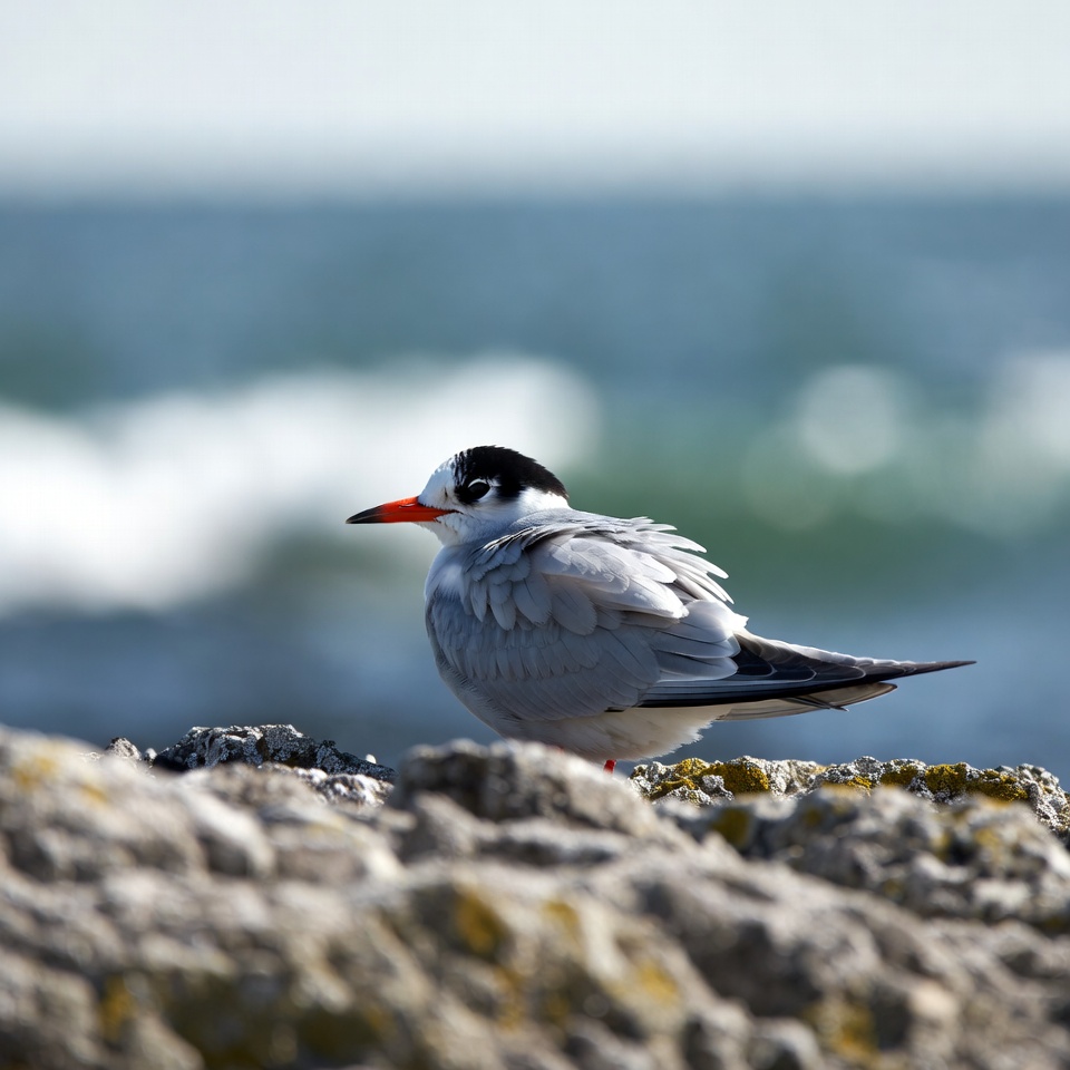Gull standing on rocks by ocean Gull standing on rocks by ocean