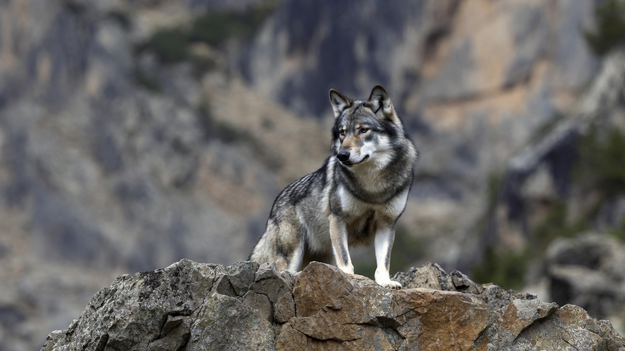 Gray wolf standing on rocky mountain Gray wolf standing on rocky mountain