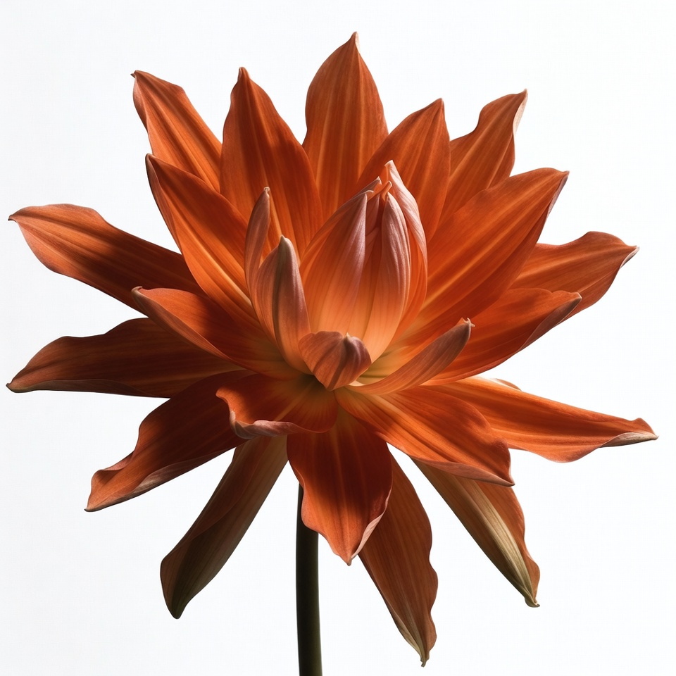 Orange Dahlia Flower on White Background Orange Dahlia Flower on White Background