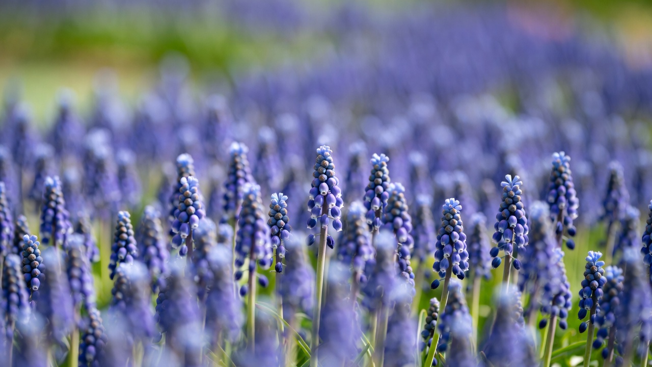 Purple Hyacinth Flowers in Field Purple Hyacinth Flowers in Field