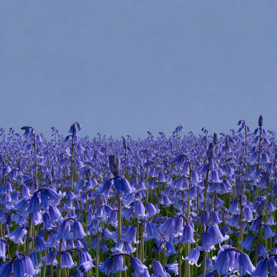 Purple Bluebell Flower Field Purple Bluebell Flower Field