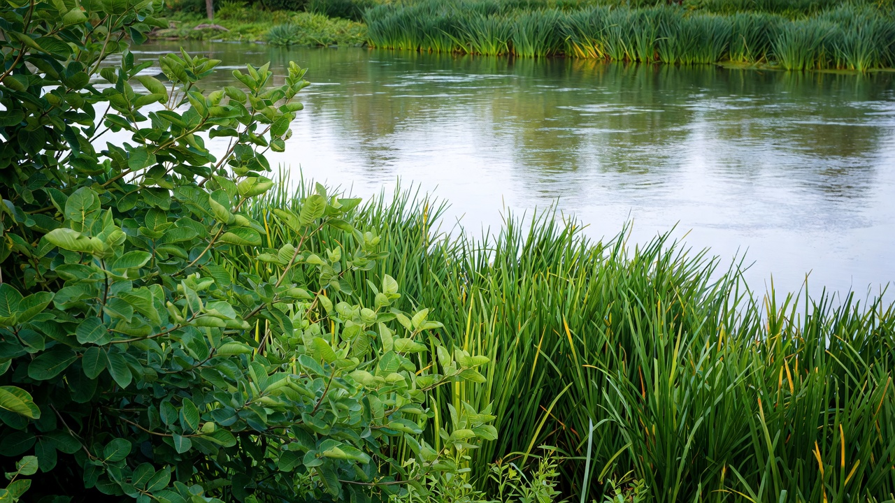 Serene River with Lush Green Reeds Serene River with Lush Green Reeds