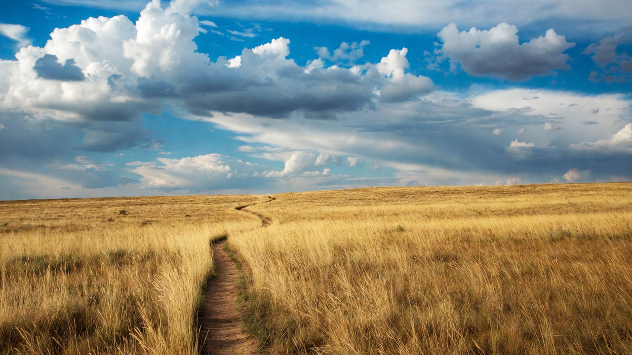 Winding path through golden grass field Winding path through golden grass field