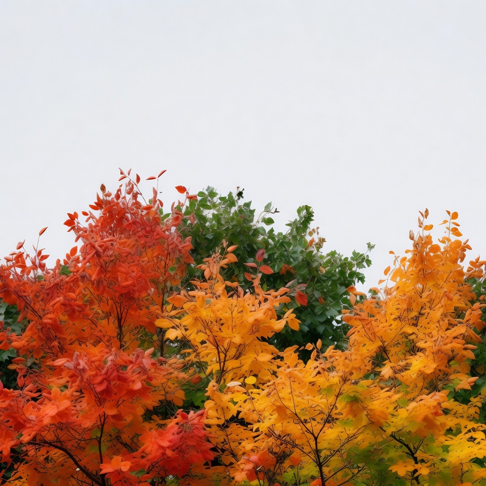 Colorful Autumn Maple Trees Colorful Autumn Maple Trees