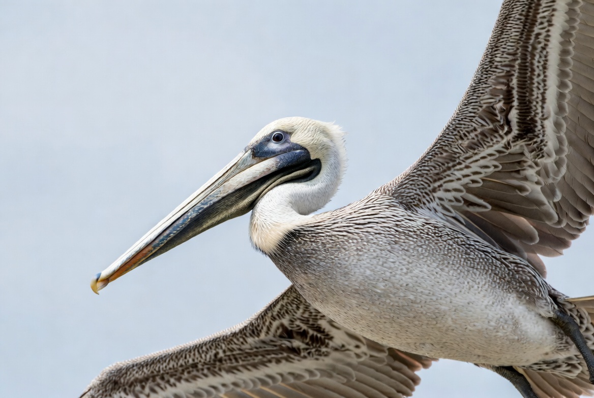 Brown Pelican Flying with Wings Spread Brown Pelican Flying with Wings Spread