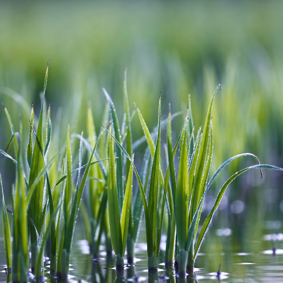 Young rice seedlings in water Young rice seedlings in water