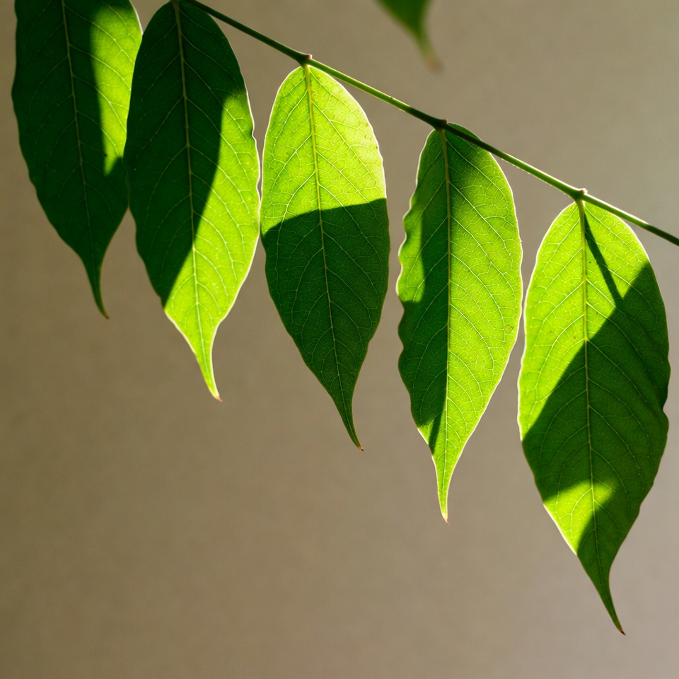 Green leaves with sunlight shadows Green leaves with sunlight shadows