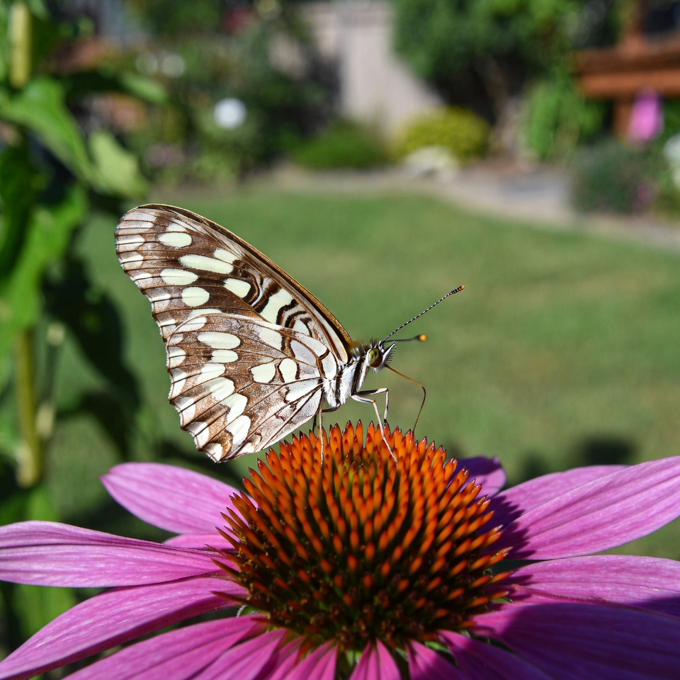 White Admiral Butterfly on Pink Echinacea White Admiral Butterfly on Pink Echinacea