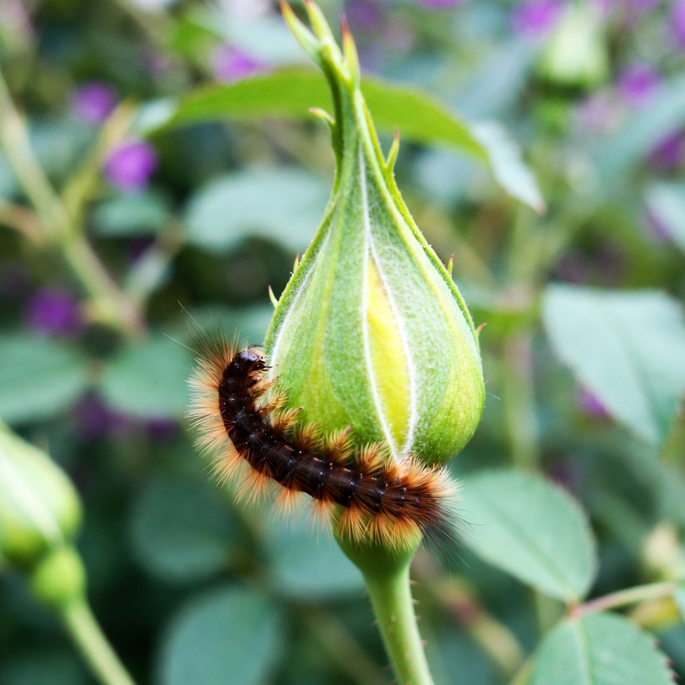 Hairy Caterpillar on Rose Bud Hairy Caterpillar on Rose Bud