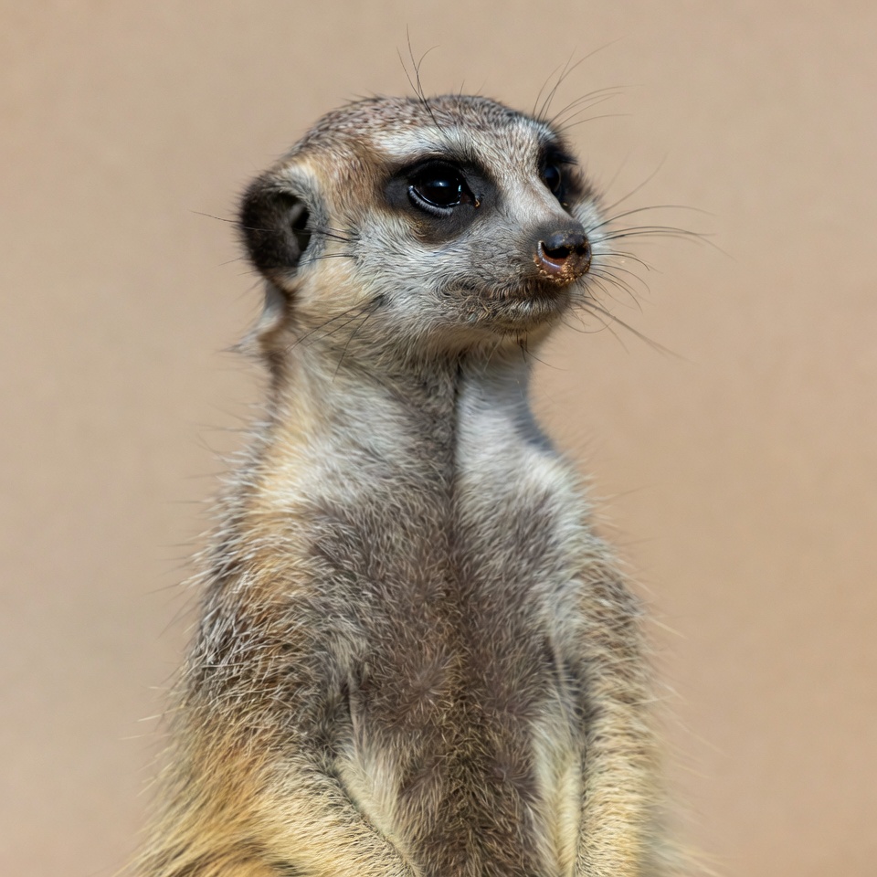 Meerkat standing on beige background Meerkat standing on beige background