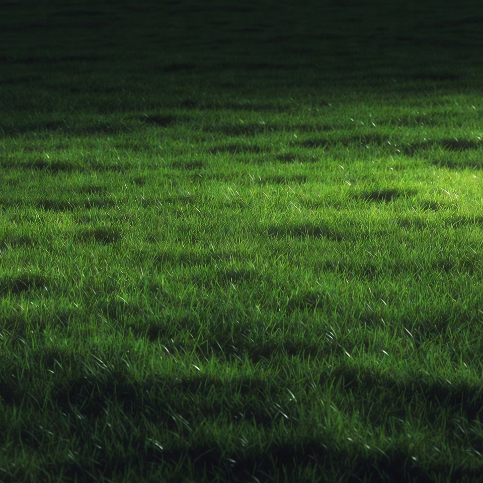 Dewy green grass field at night Dewy green grass field at night