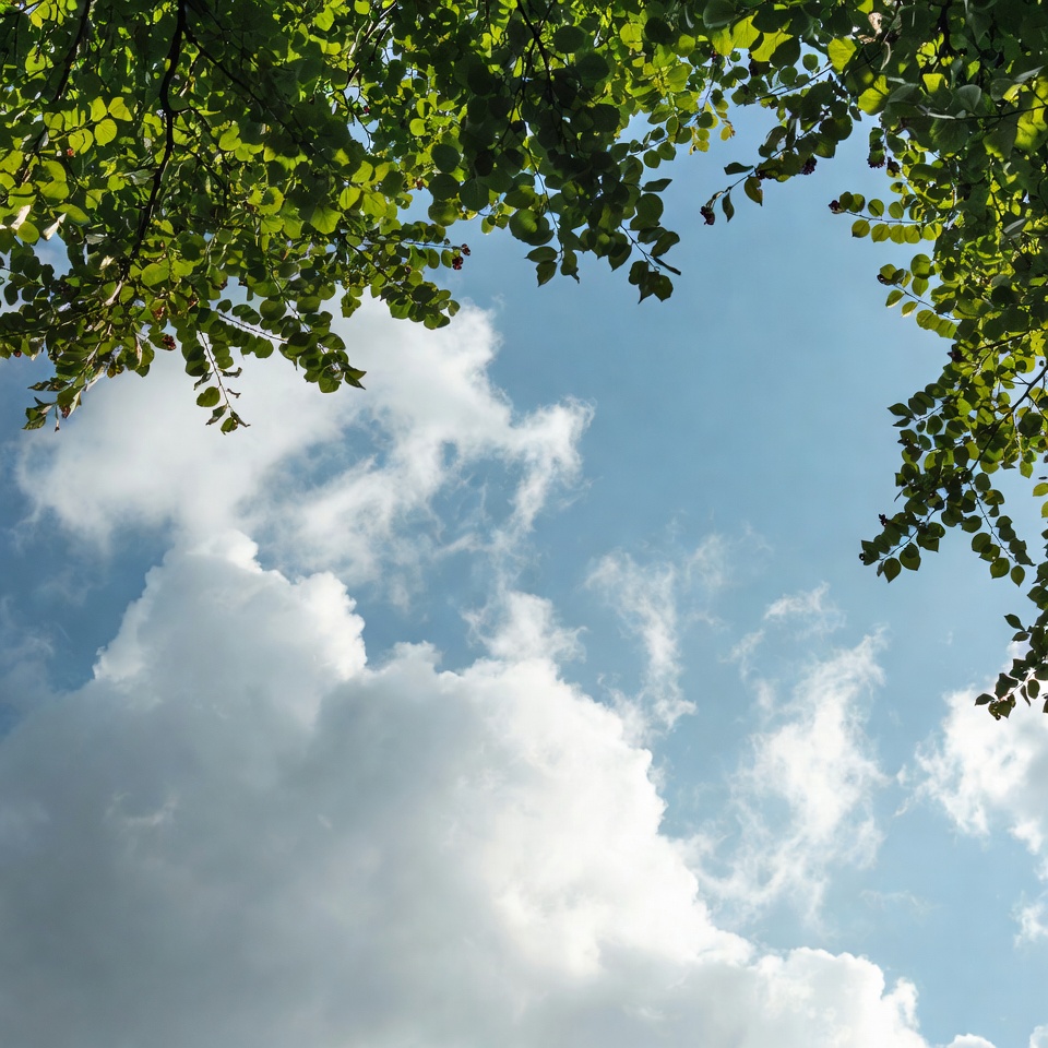 Green Tree Branches Framing Blue Sky Green Tree Branches Framing Blue Sky