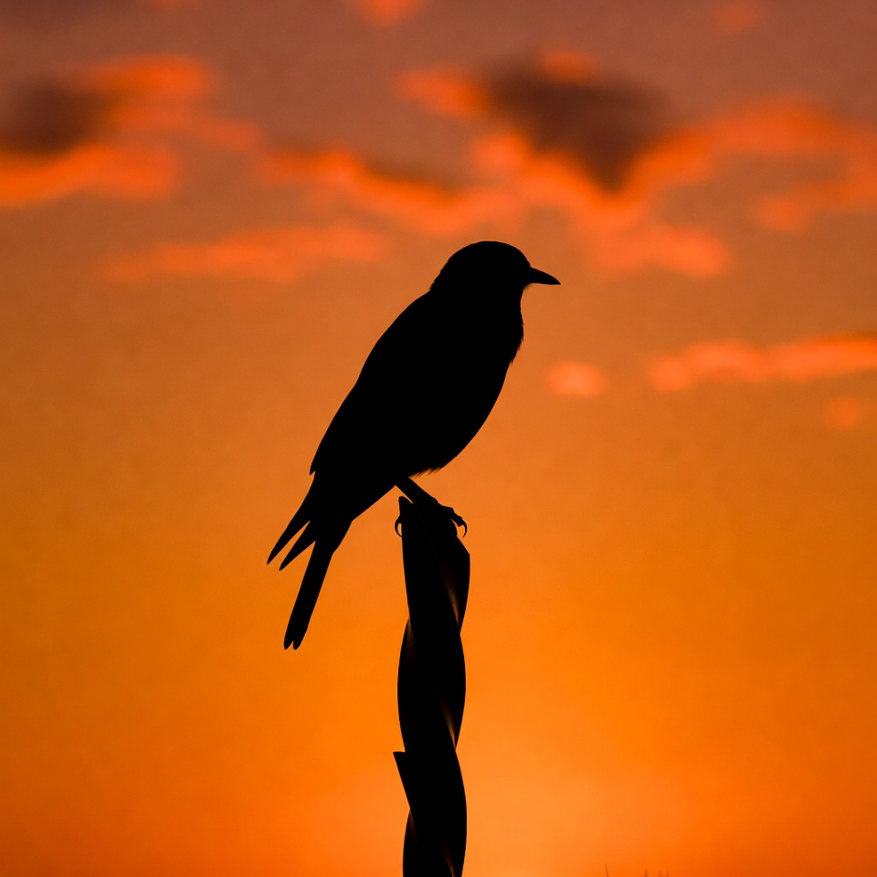 Silhouette bird on perch at sunset Silhouette bird on perch at sunset