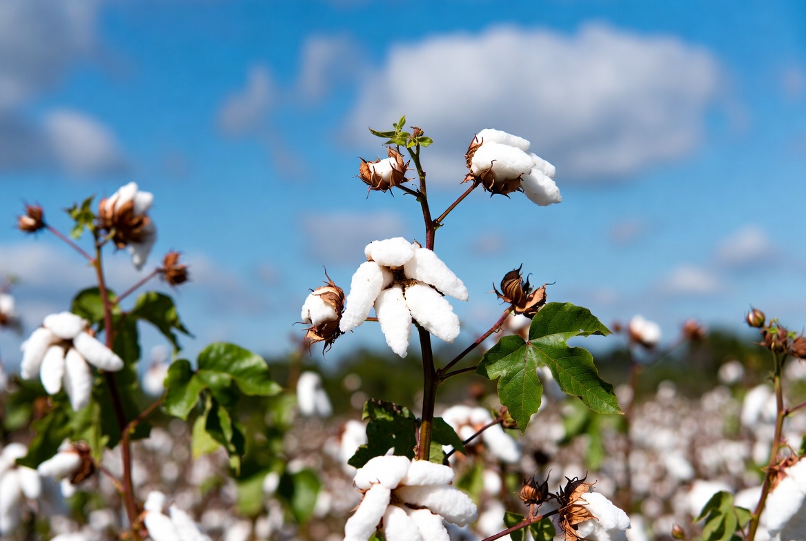 White Cotton Bolls in Field White Cotton Bolls in Field