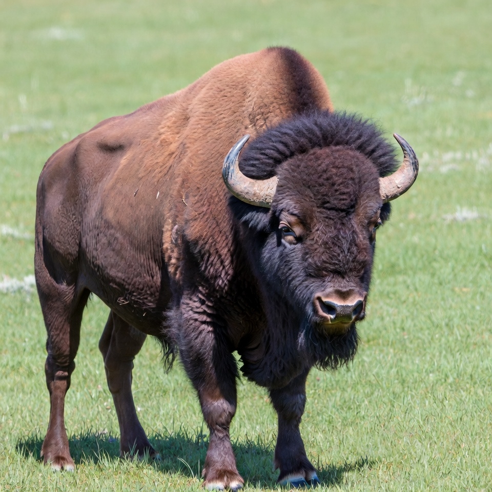 Bison standing in green grass Bison standing in green grass