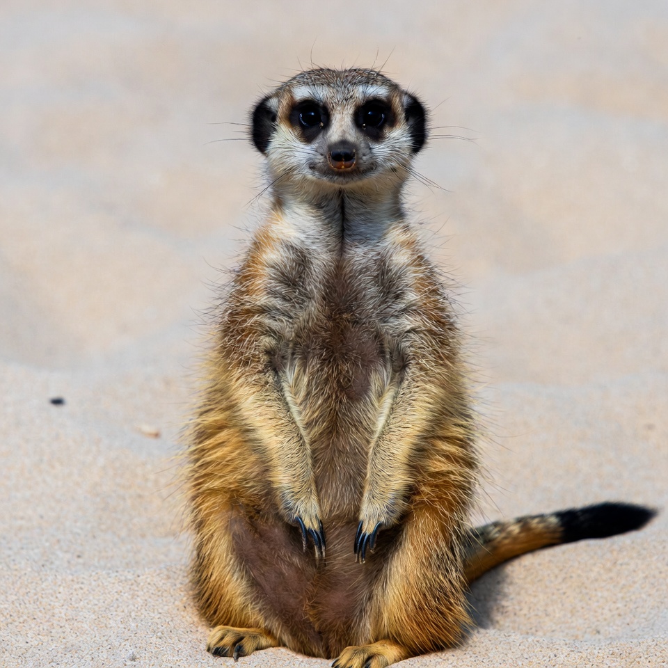 Meerkat standing on sand Meerkat standing on sand