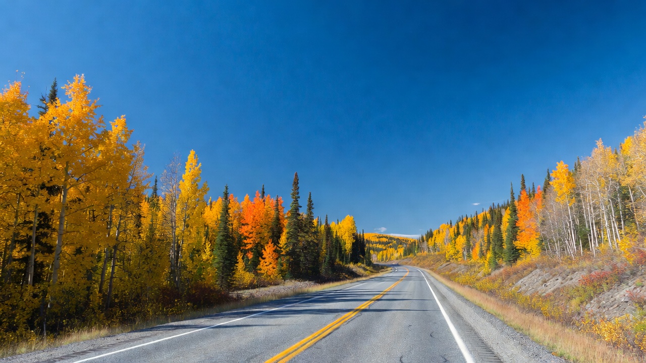 Aspen Trees Lining Fall Road Aspen Trees Lining Fall Road