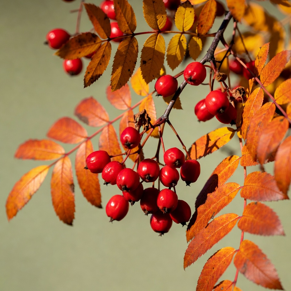 Red Rowan Berries on Autumn Branches Red Rowan Berries on Autumn Branches