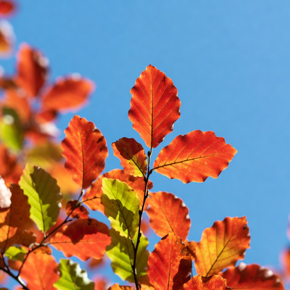 Autumn beech leaves against blue sky Autumn beech leaves against blue sky