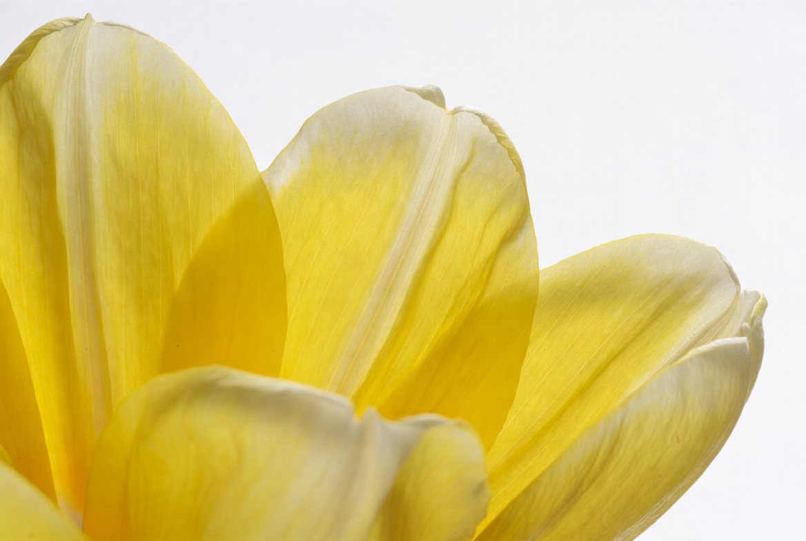 Yellow tulip flower close-up Yellow tulip flower close-up