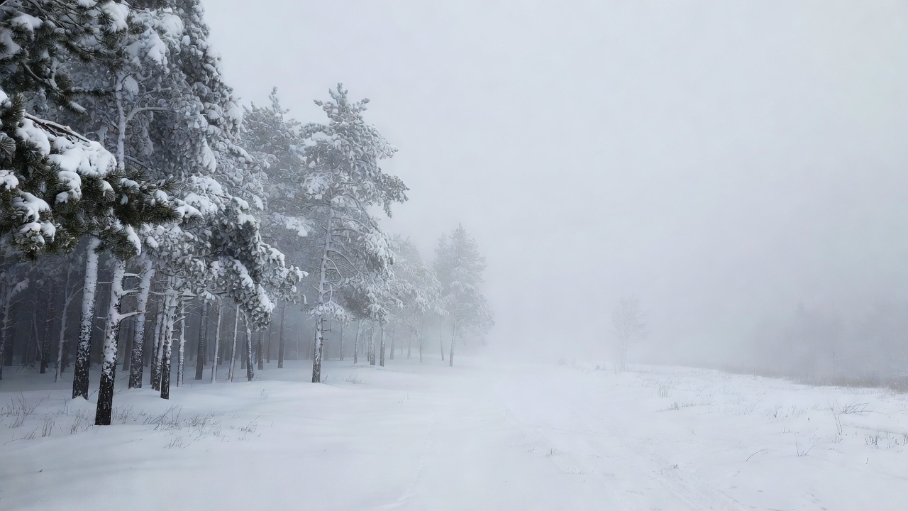 Snowy Pine Forest in Fog Snowy Pine Forest in Fog