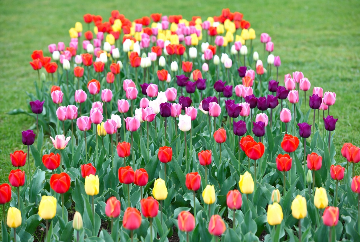 Colorful Tulips Blooming in Garden Colorful Tulips Blooming in Garden