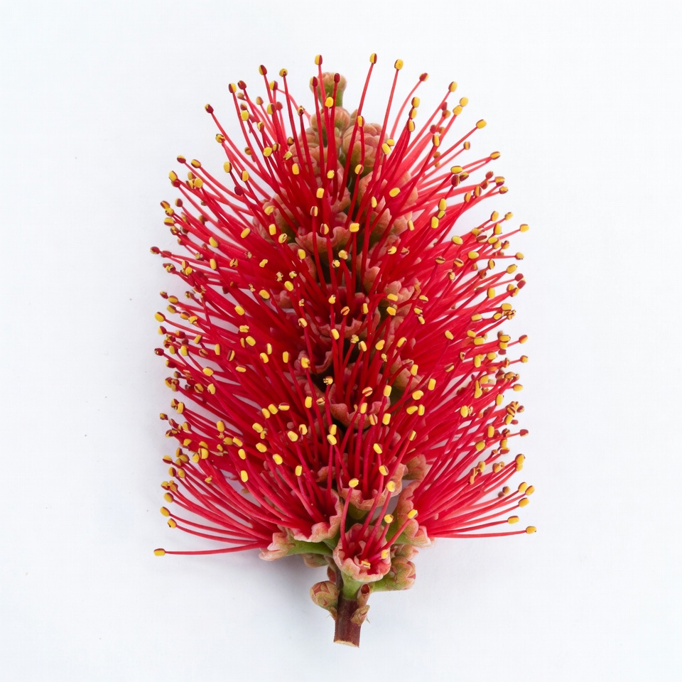 Red Bottlebrush Flower Isolated Red Bottlebrush Flower Isolated
