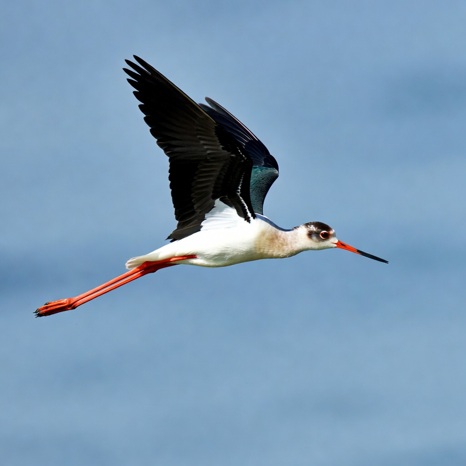 Black-winged Stilt Flying in Sky Black-winged Stilt Flying in Sky