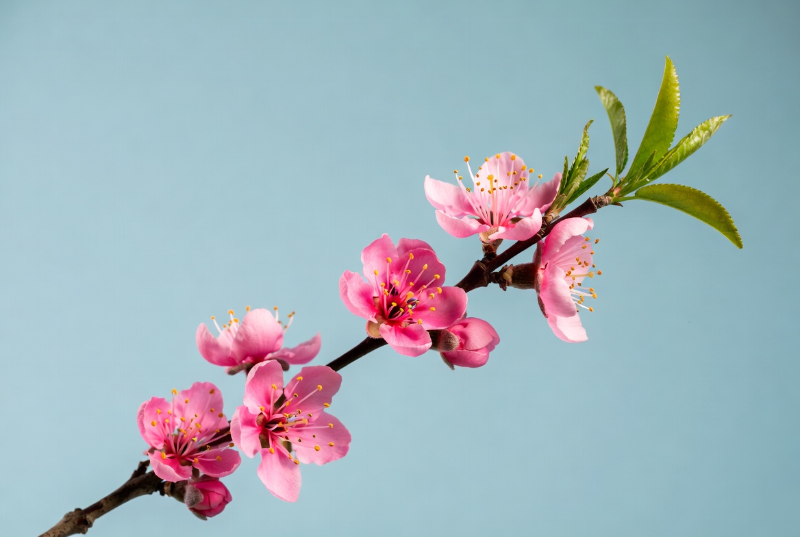 Pink peach blossoms on blue background Pink peach blossoms on blue background