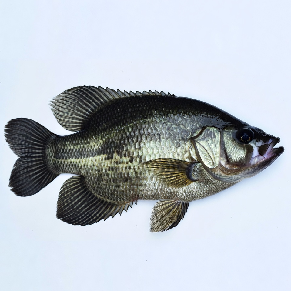 Black crappie fish on white background Black crappie fish on white background