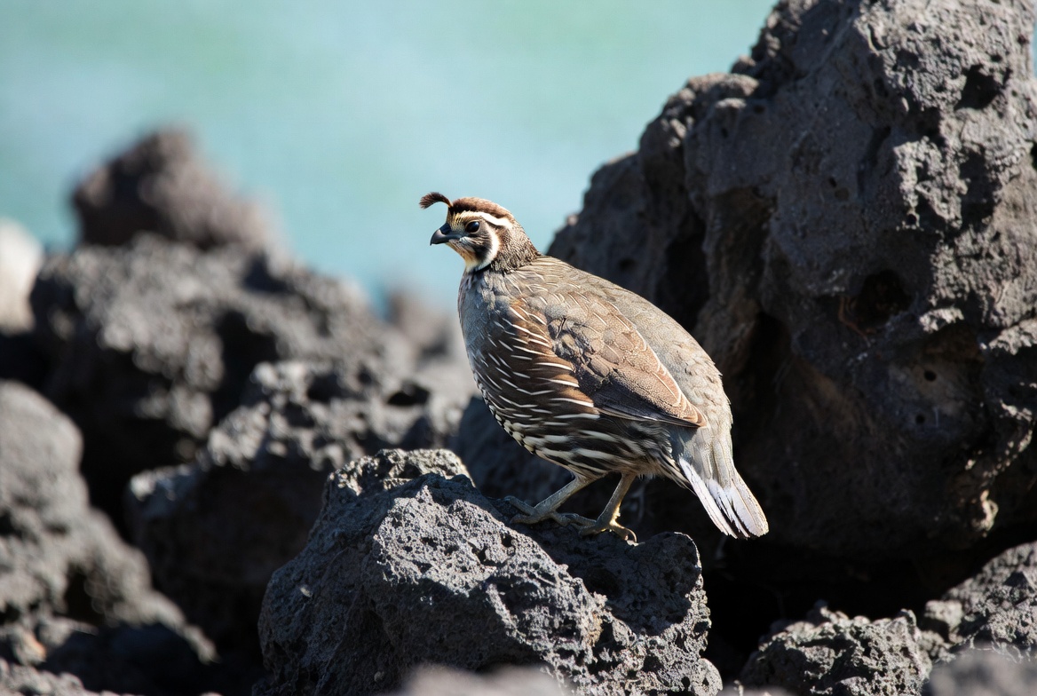 California Quail on volcanic rocks California Quail on volcanic rocks