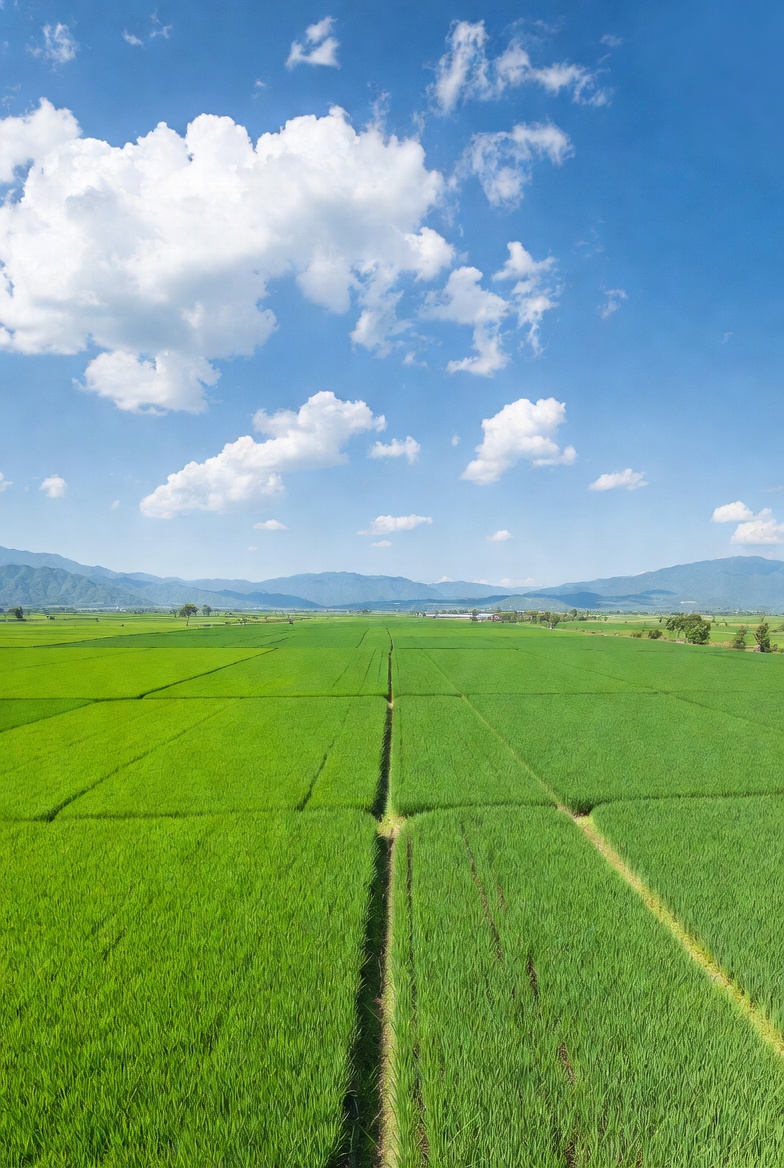 Aerial View of Lush Rice Paddy Fields Aerial View of Lush Rice Paddy Fields