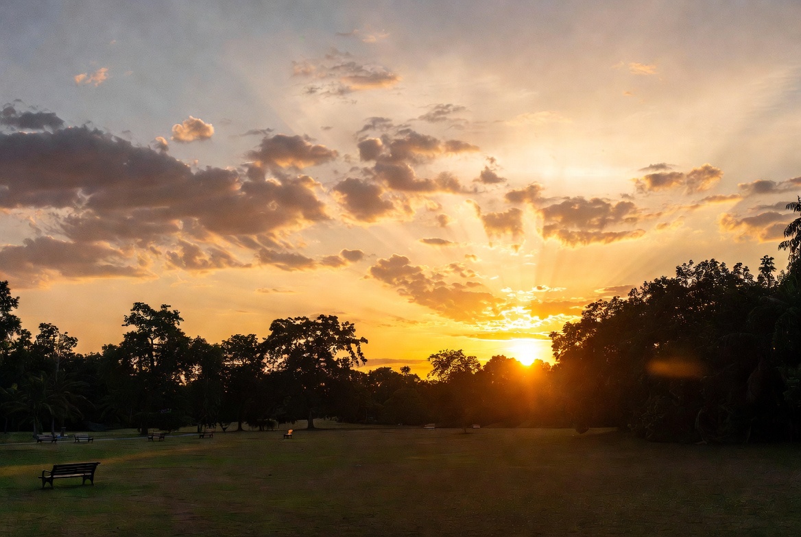 Sunset over trees and grassy field Sunset over trees and grassy field