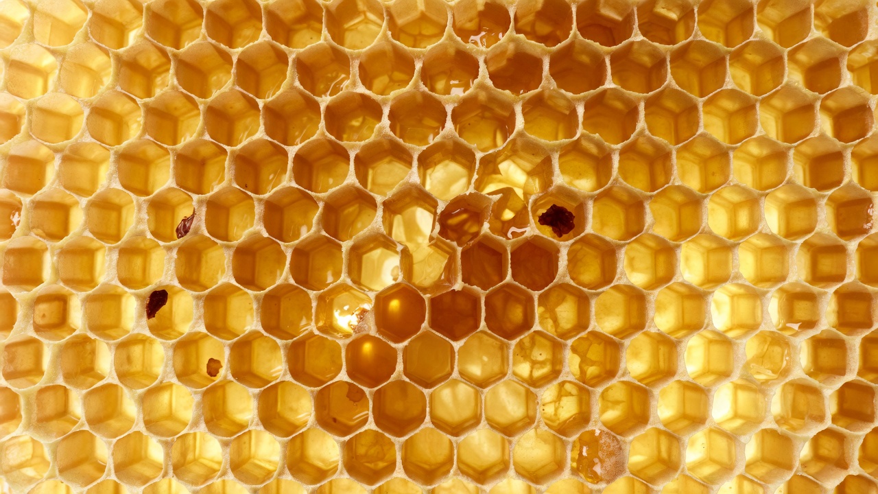 Honeycomb with Honey Dripping Honeycomb with Honey Dripping