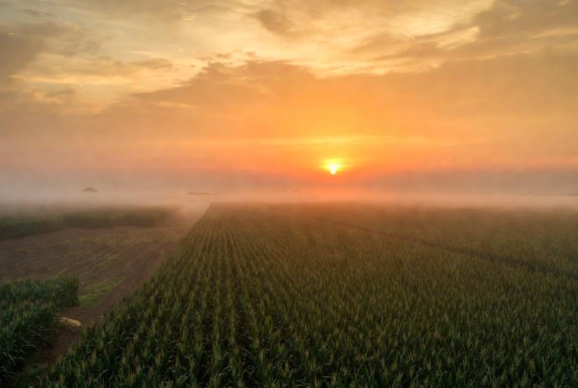 Sunrise over misty corn fields Sunrise over misty corn fields