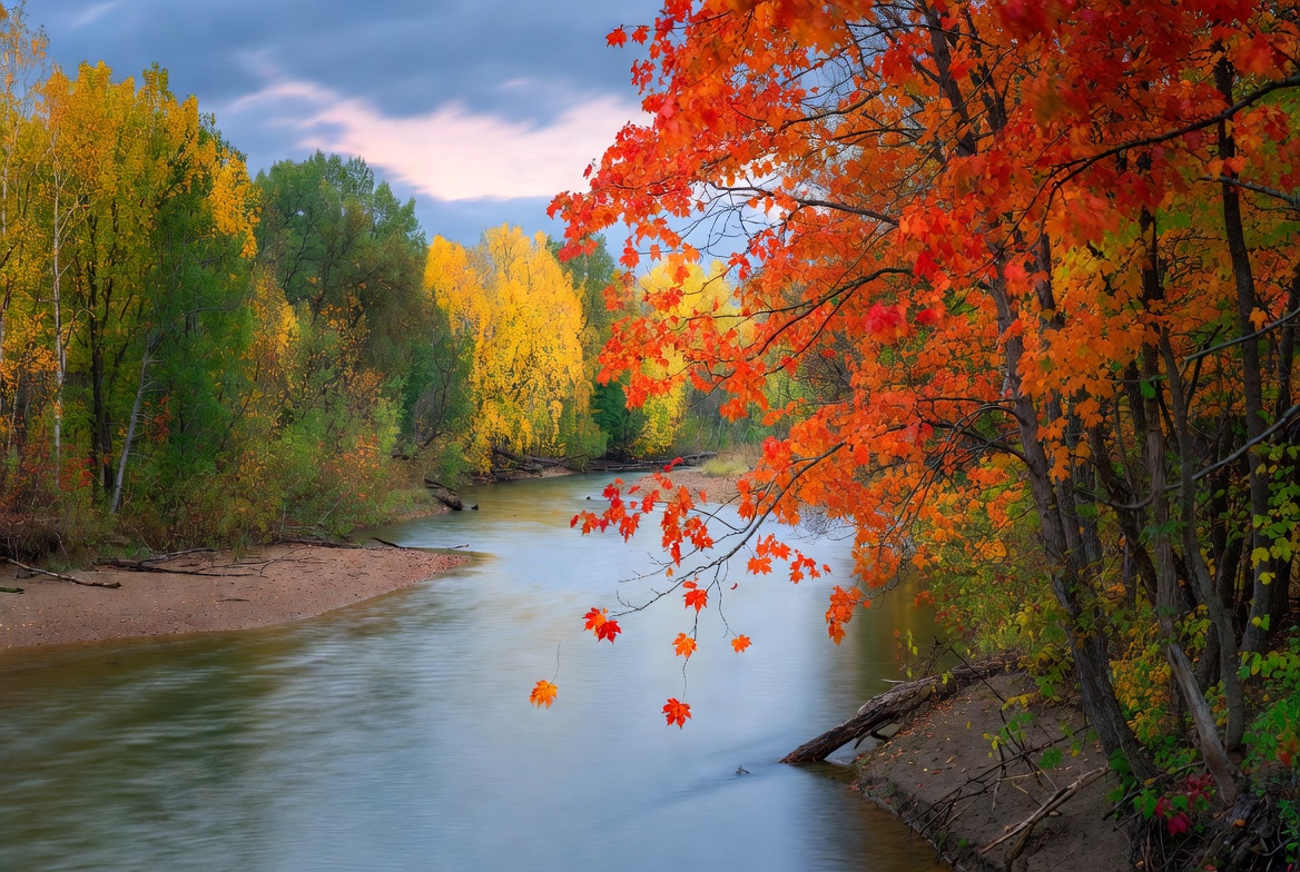 Autumn River with Red Maple Trees Autumn River with Red Maple Trees