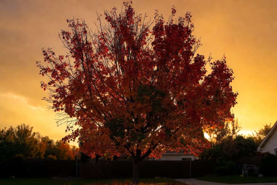 Red Maple Tree at Sunset Red Maple Tree at Sunset