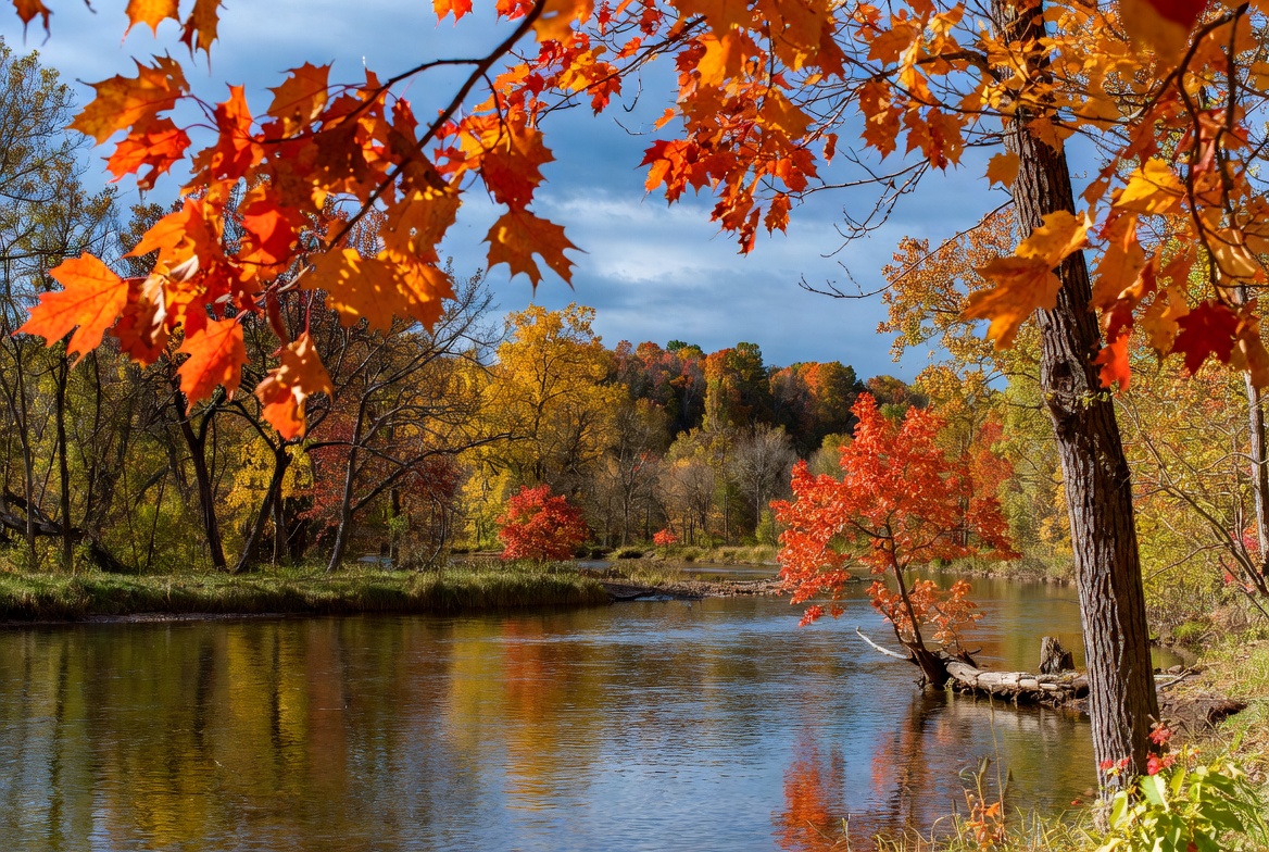 Autumn River with Vibrant Maple Trees Autumn River with Vibrant Maple Trees