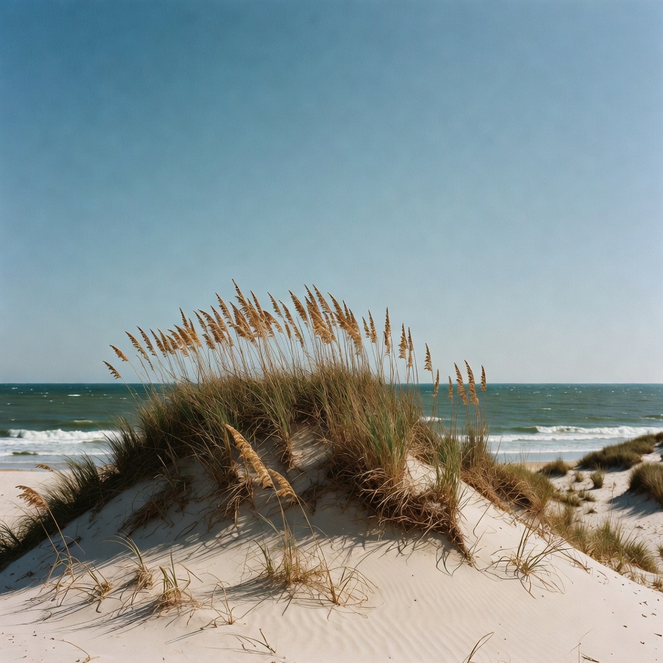 Sea Oats on Beach Dune Sea Oats on Beach Dune