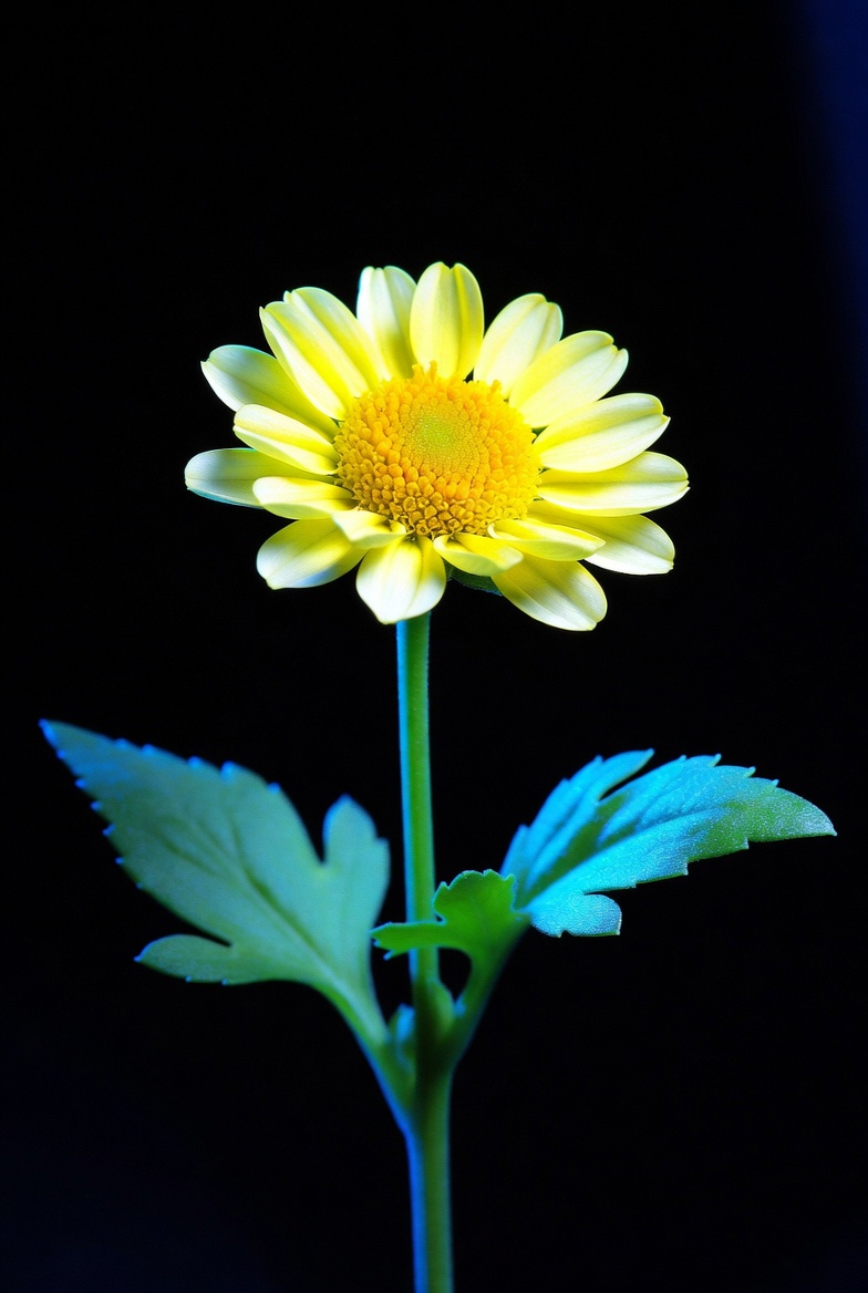 Yellow Daisy Flower on Black Background Yellow Daisy Flower on Black Background