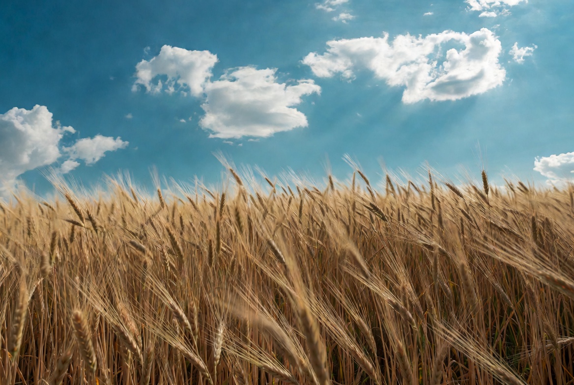 Golden Wheat Field Under Blue Sky Golden Wheat Field Under Blue Sky