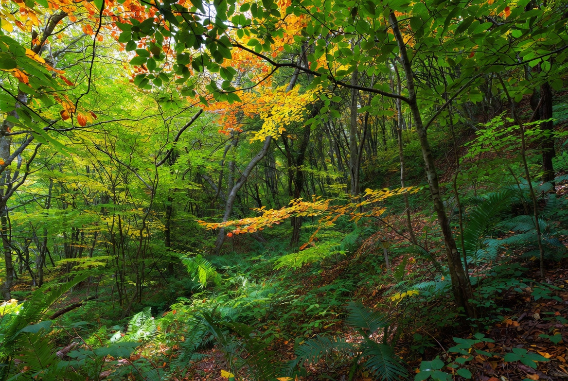 Autumn Forest with Vibrant Fall Colors Autumn Forest with Vibrant Fall Colors