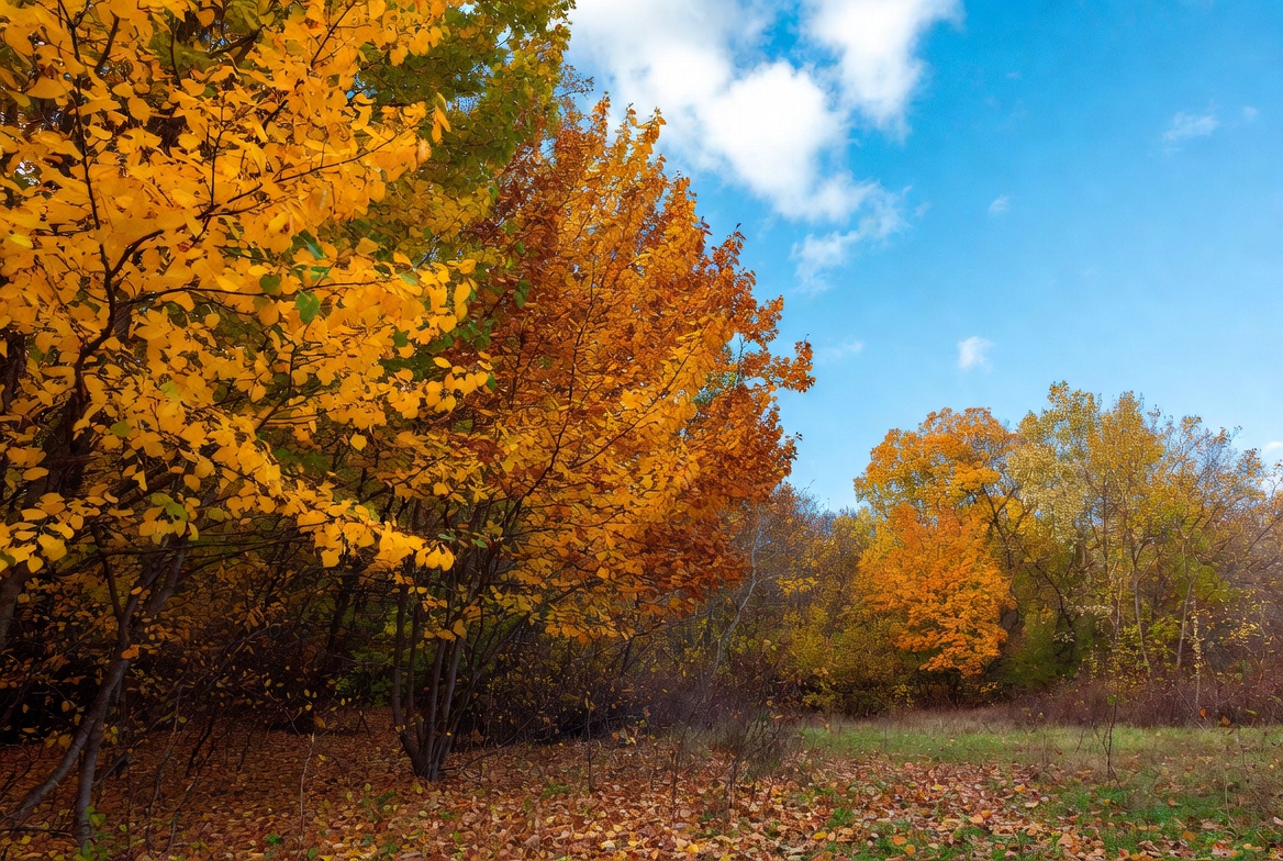 Autumn trees in golden forest Autumn trees in golden forest