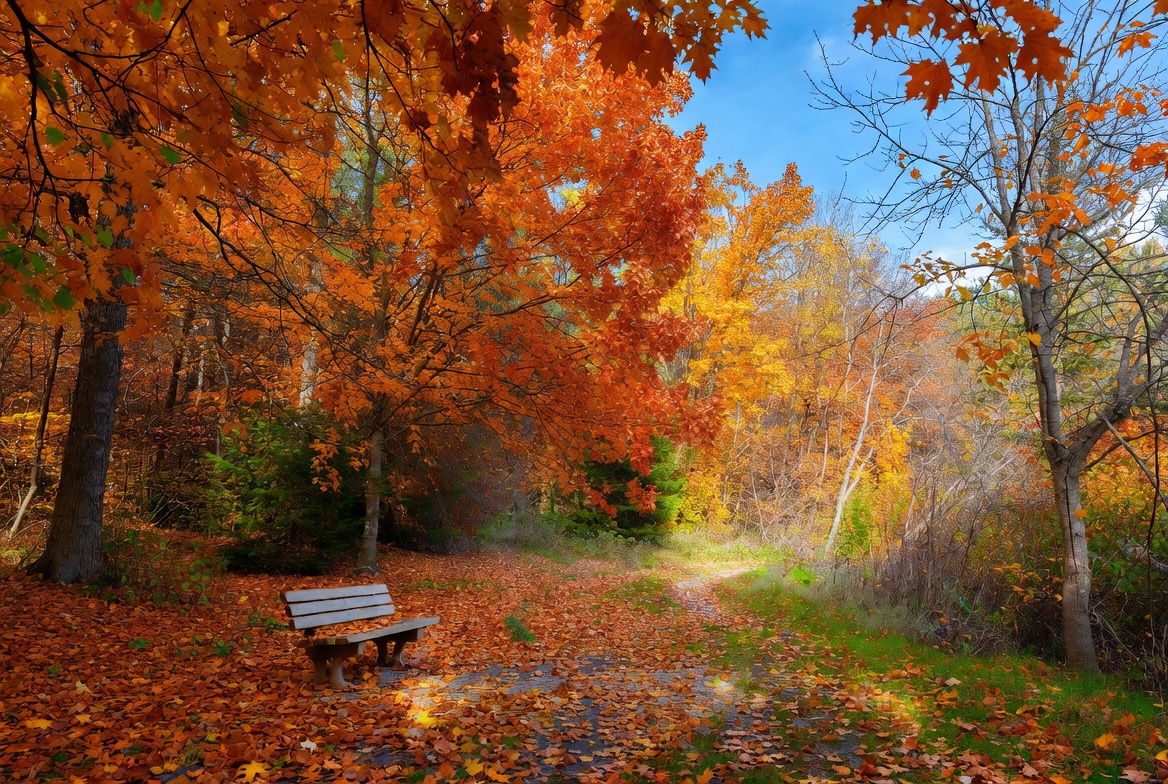 Wooden Bench in Autumn Forest Path Wooden Bench in Autumn Forest Path