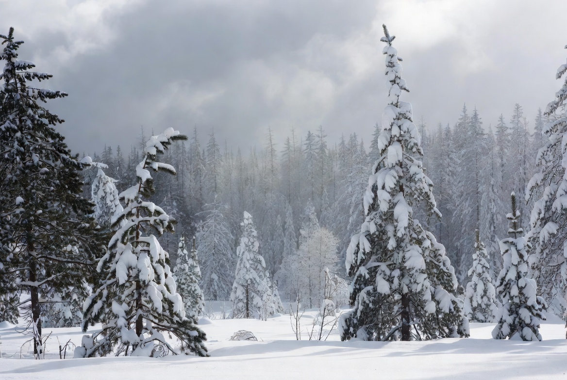 Snowy Pine Forest Under Cloudy Sky Snowy Pine Forest Under Cloudy Sky
