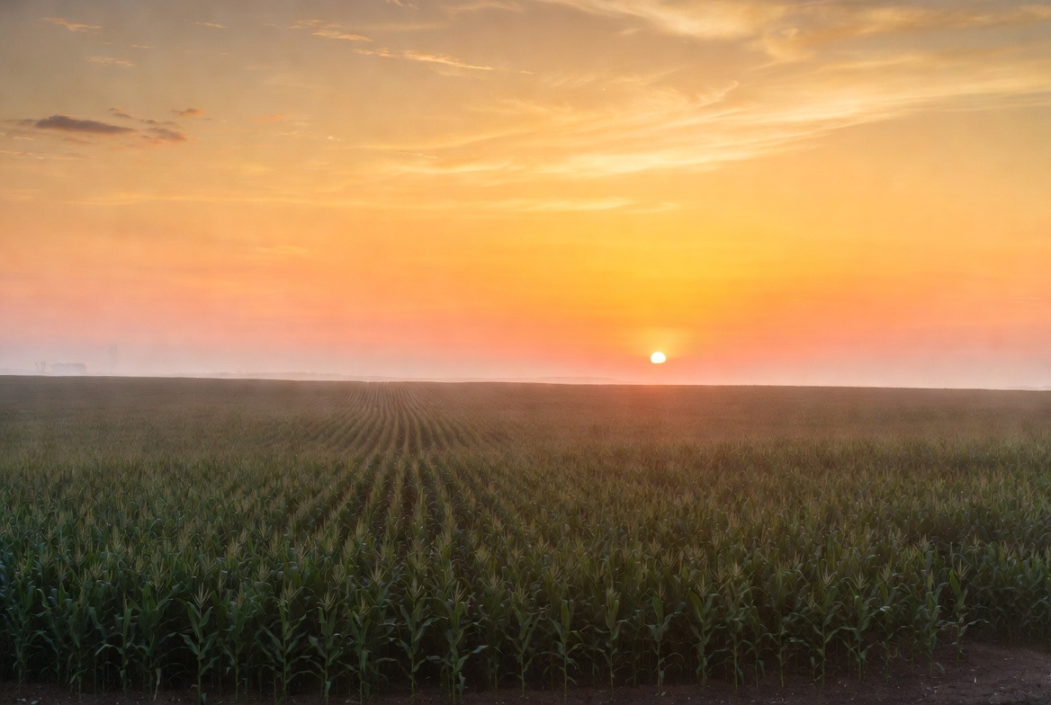Sunset over Corn Field Sunset over Corn Field