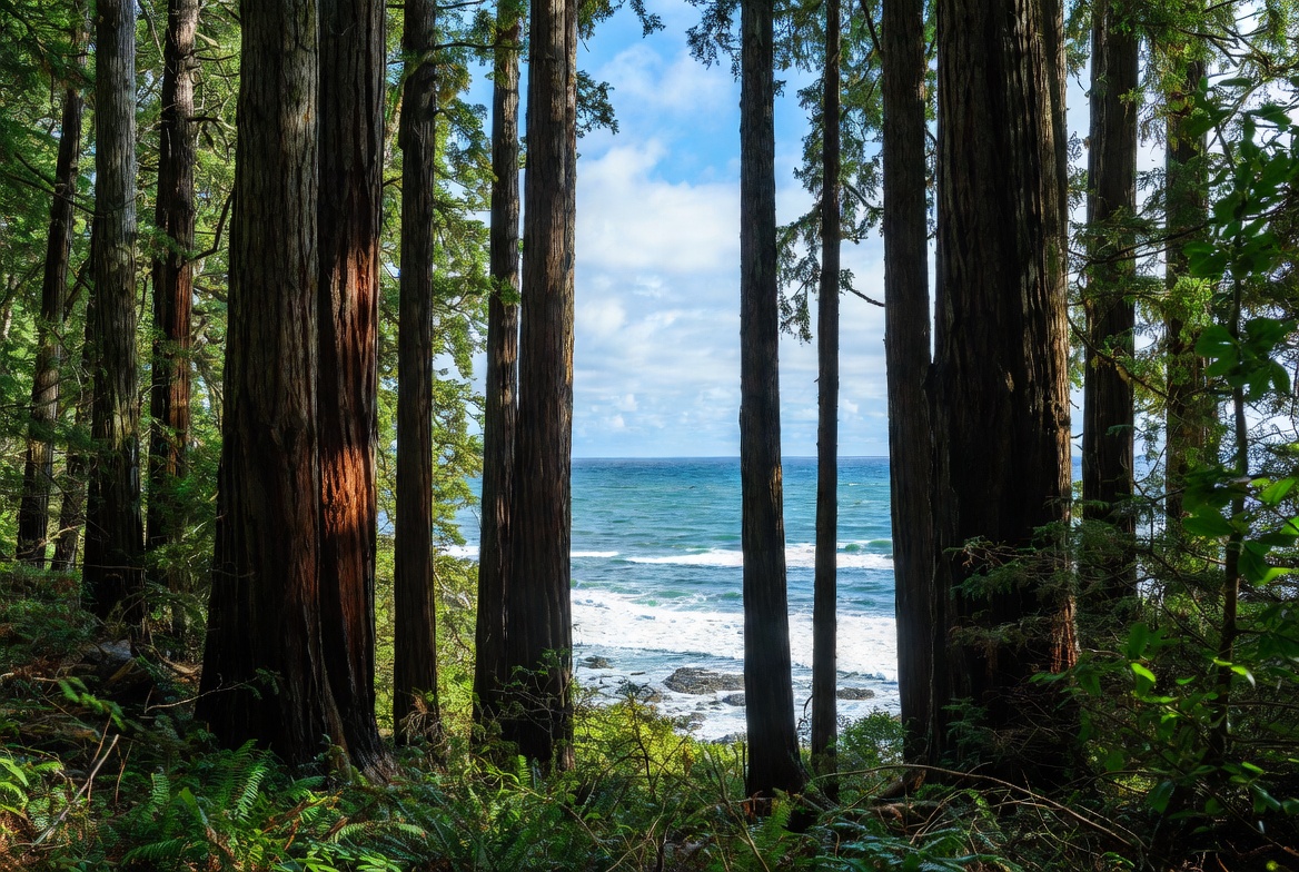 Redwoods Framing Ocean View Redwoods Framing Ocean View